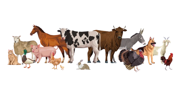 Farm animals